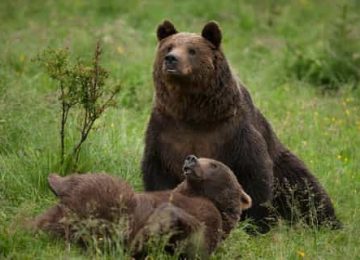 Santuari d'Óssos de Zărnești - Viatges Samblas